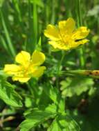 Imagem de Potentilla reptans L.