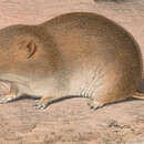 Image de Microtus limnophilus Büchner 1889