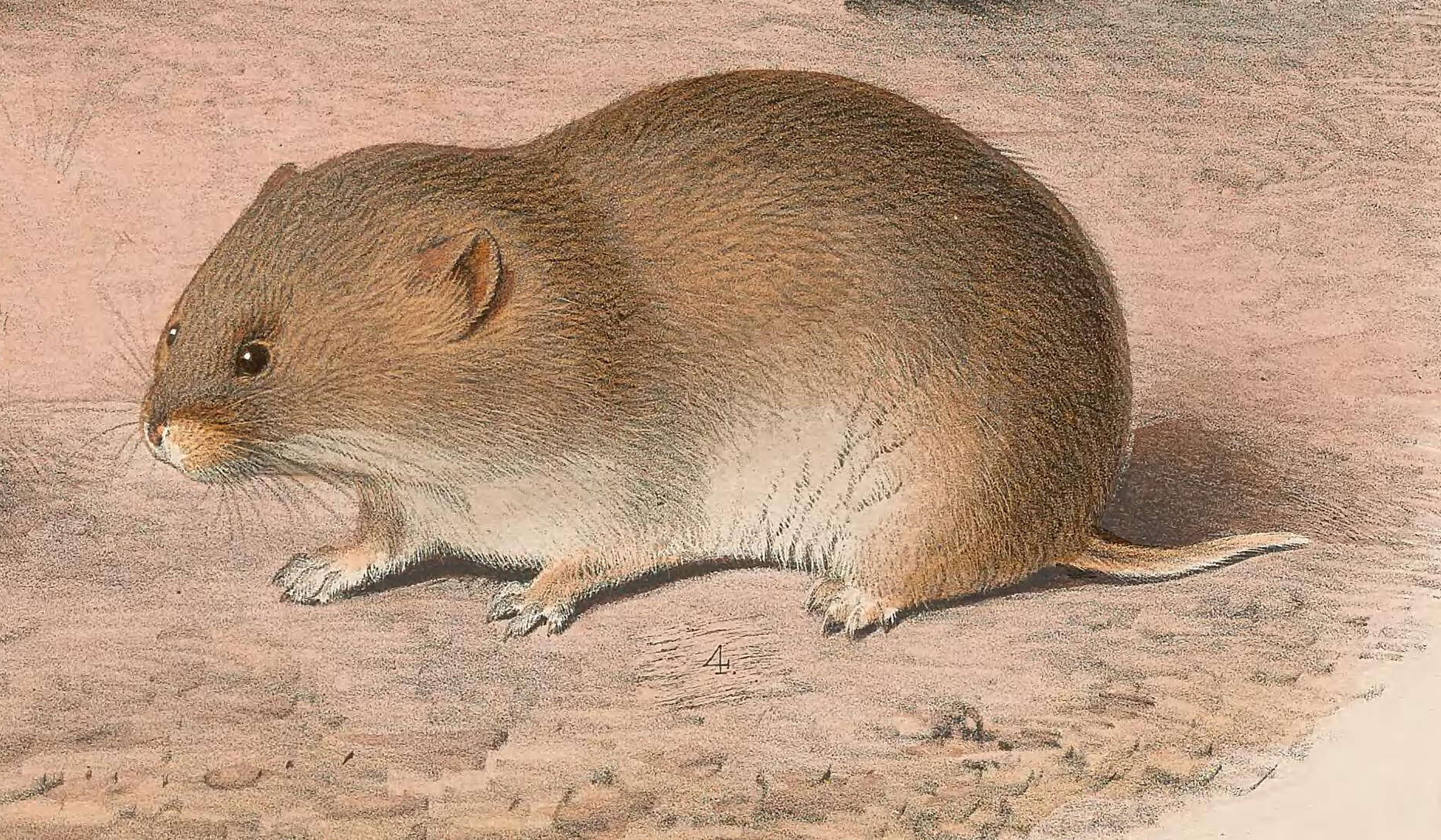 Слика од Microtus limnophilus Büchner 1889