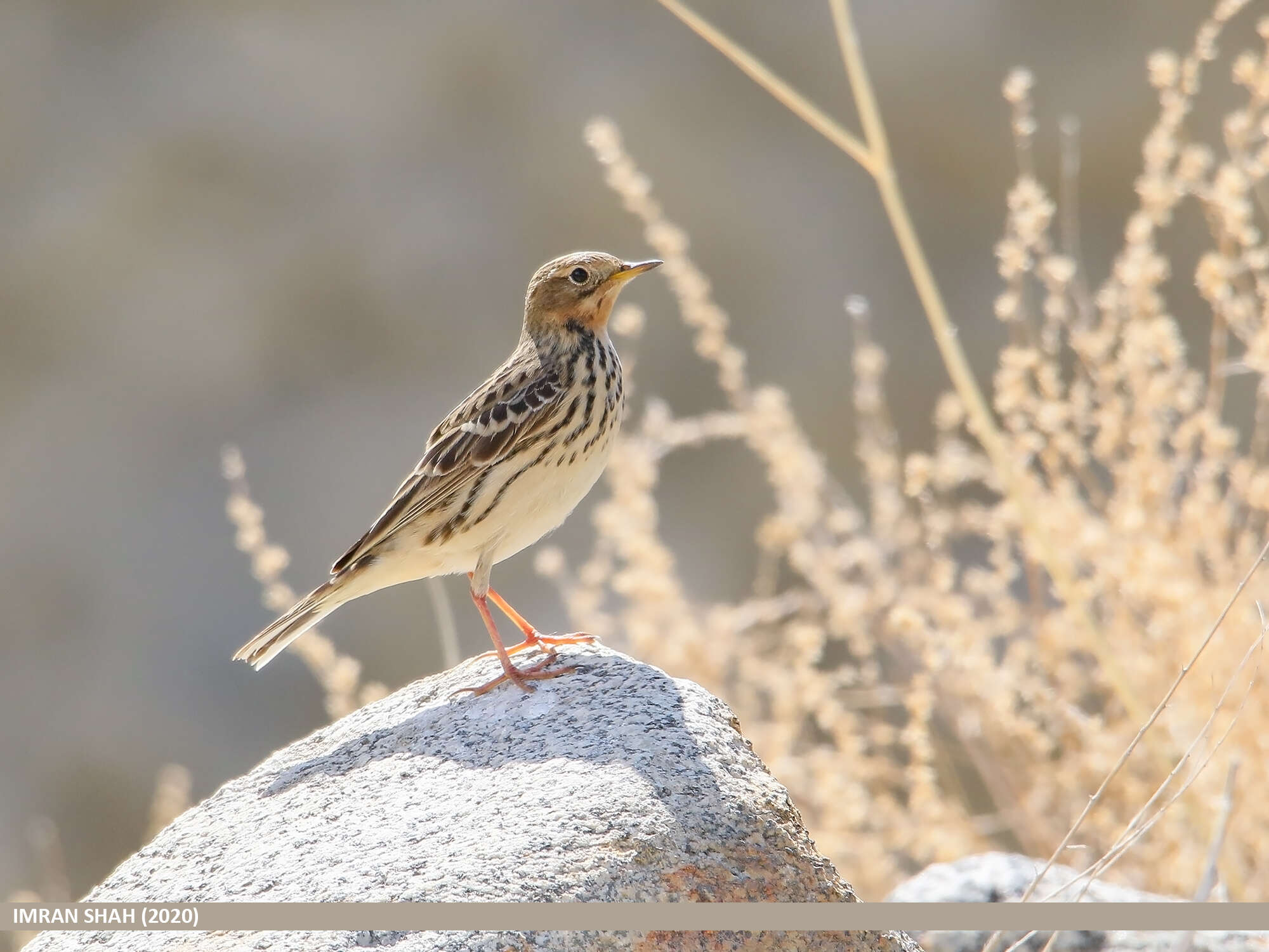 Image of Red-throated Pipit