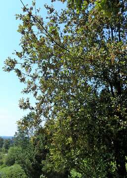 Image of Quercus aquifolioides Rehder & E. H. Wilson