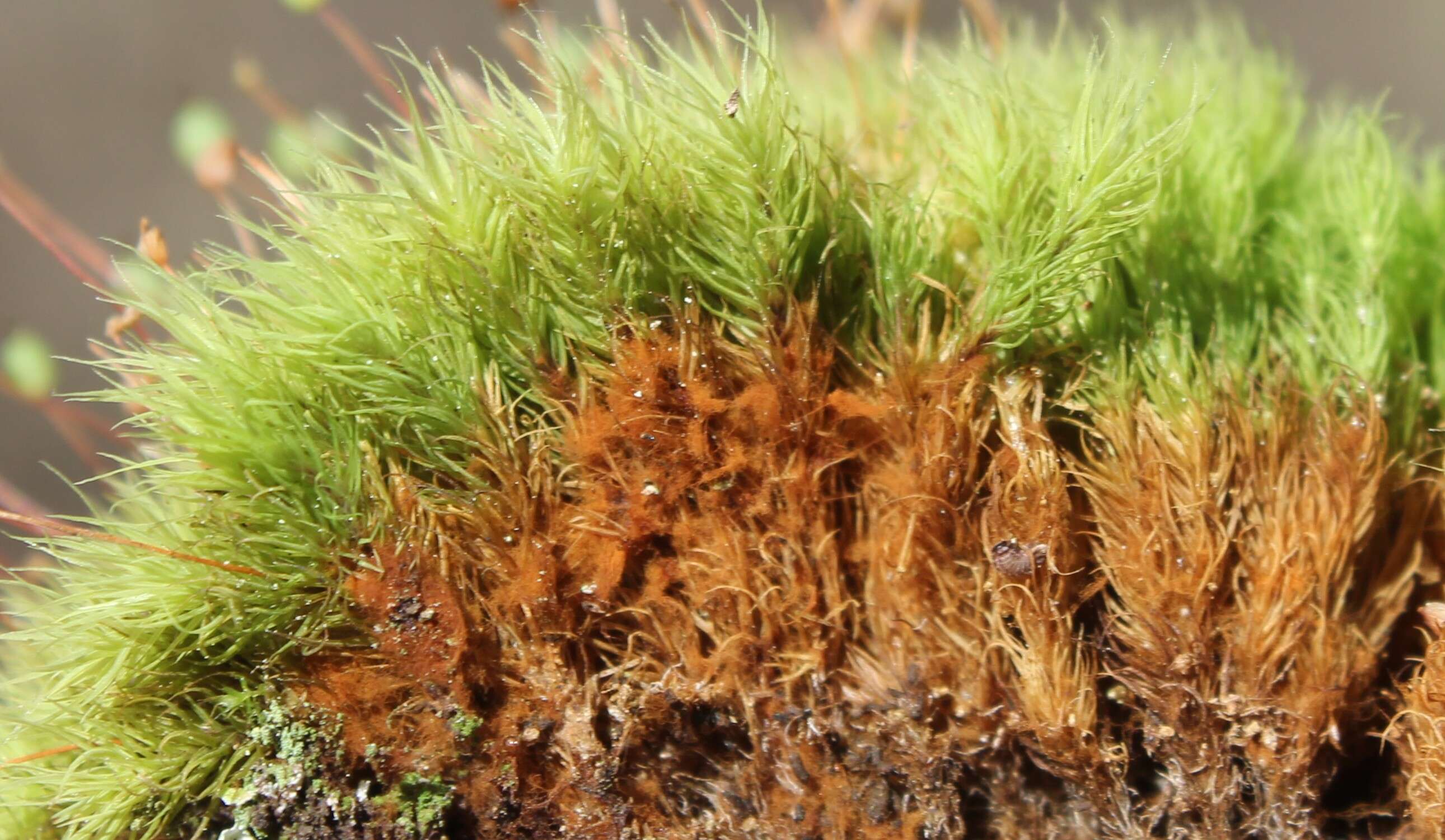Image of Apple moss