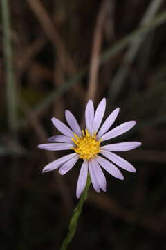 Image of scaleleaf aster