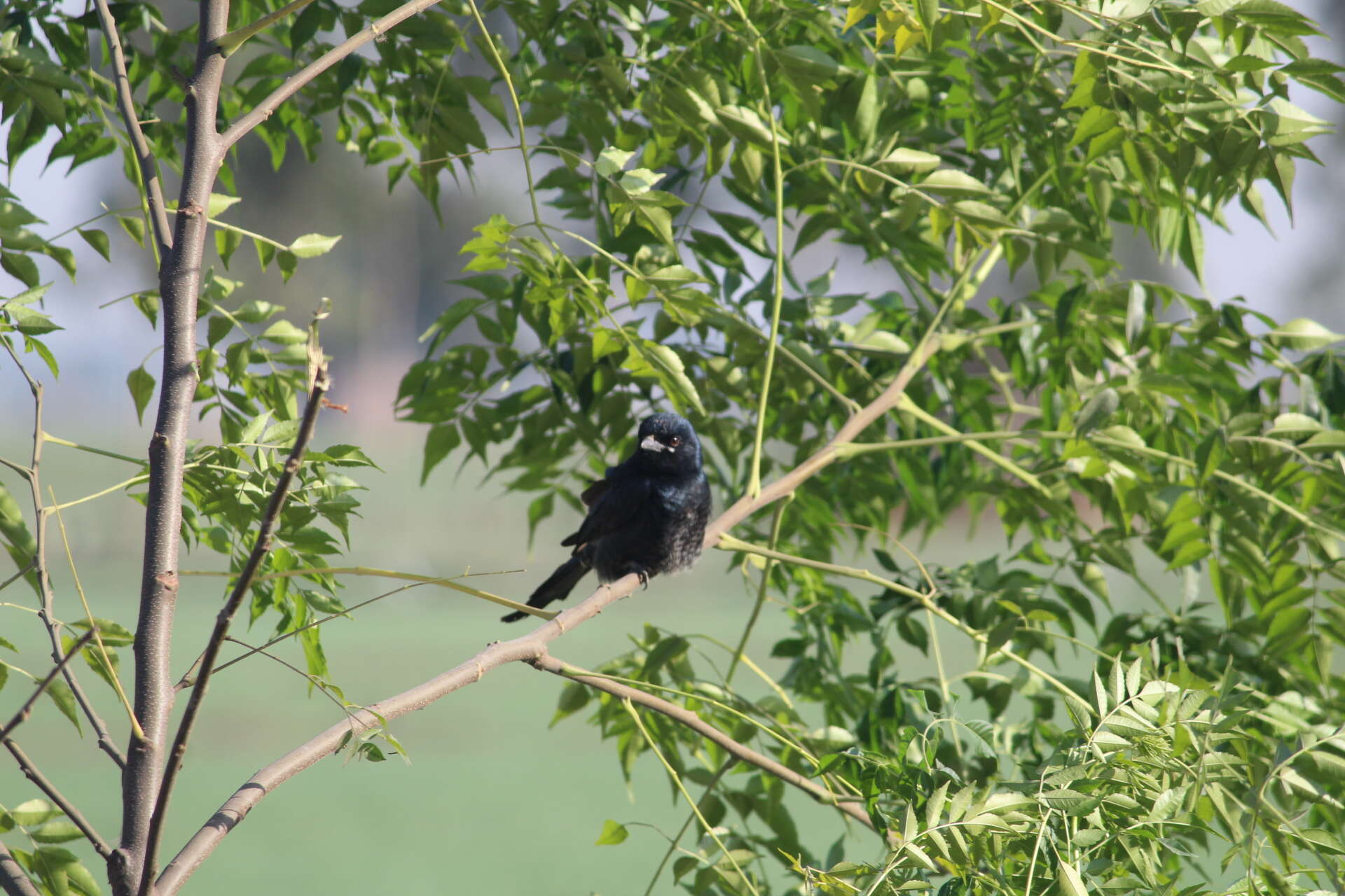 Image of Black Drongo