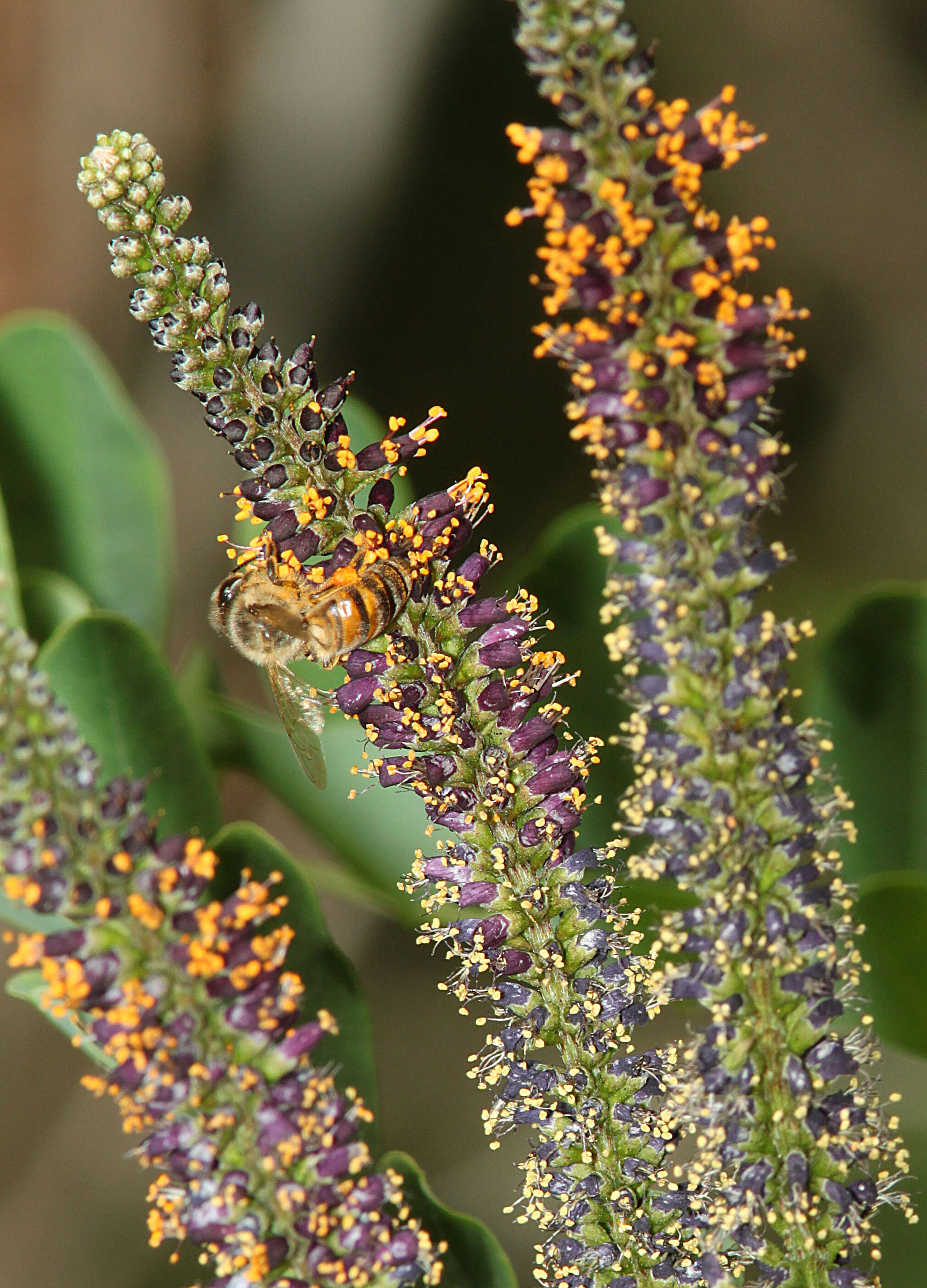 Amorpha fruticosa L. resmi