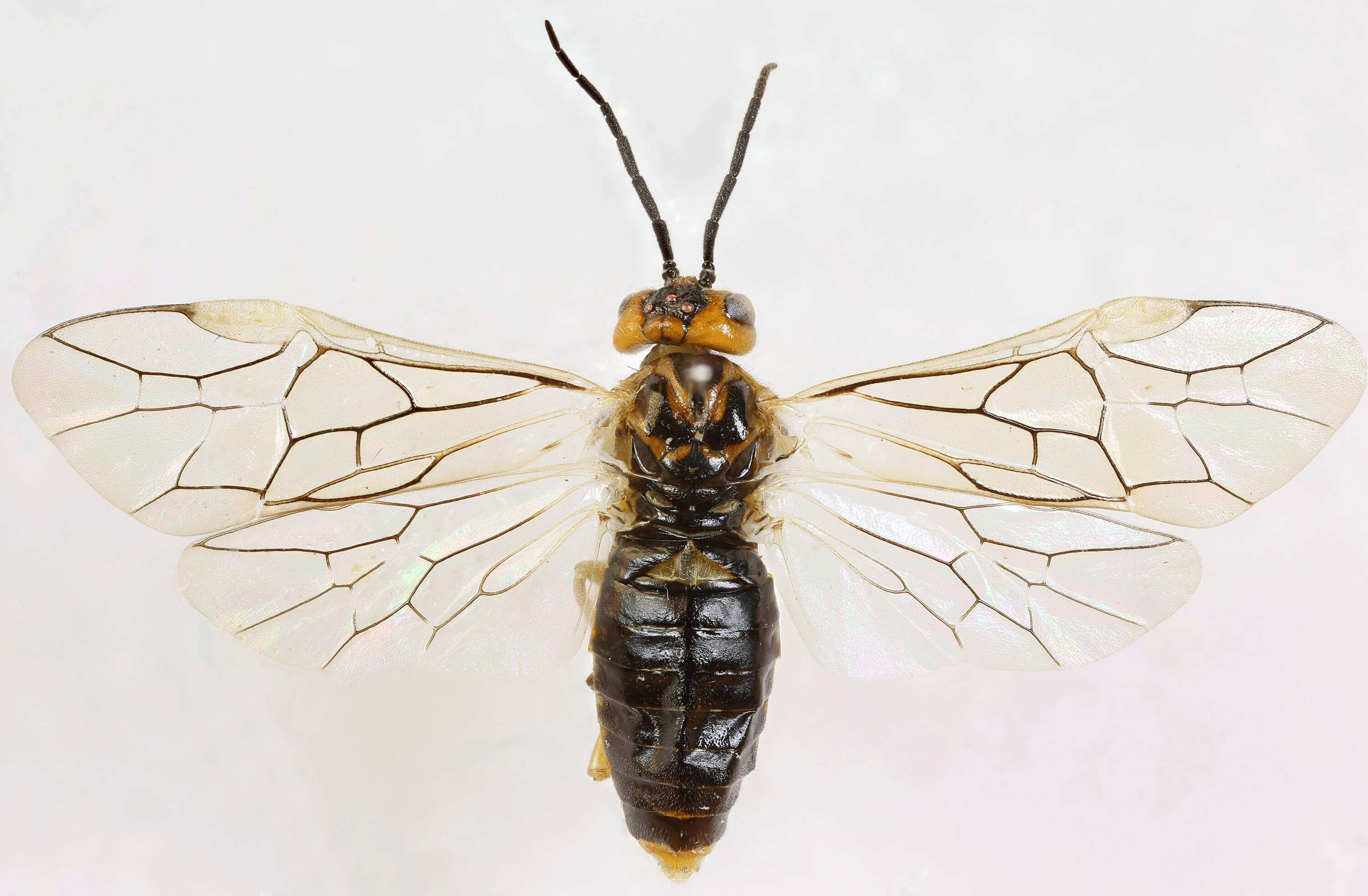 Image of Pachynematus clitellatus