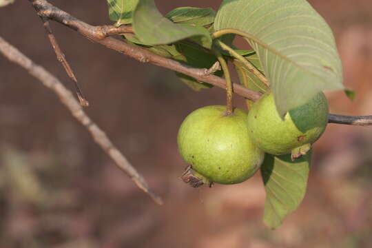 Image of guava