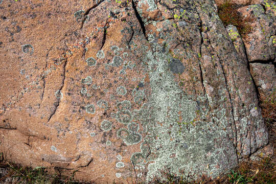 Image of Yellow map lichen;   World map lichen