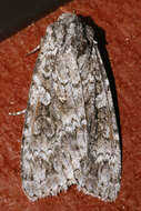 Image of Great Gray Dart; Great Brocade