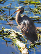 Image de Aigrette tricolore