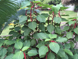 Imagem de Acalypha hispida Burm. fil.