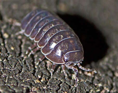 Image of Pill woodlouse