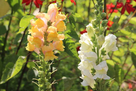 Plancia ëd Antirrhinum majus L.