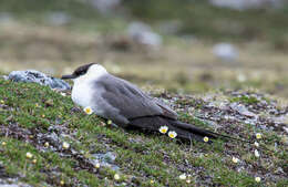 Image of Long-tailed Jaeger