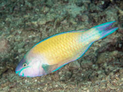 Image of Batavian Parrotfish