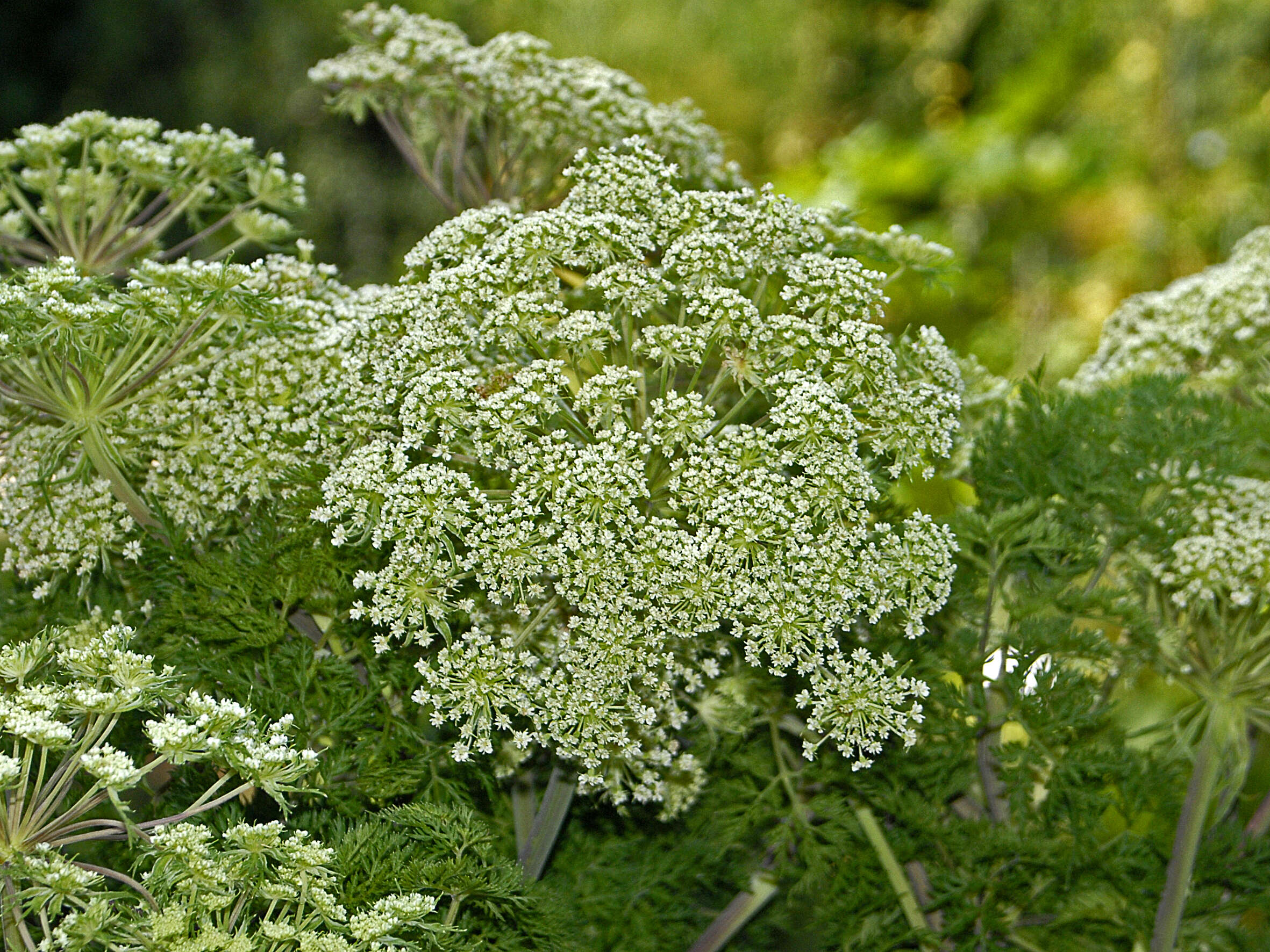 Слика од Ligusticopsis