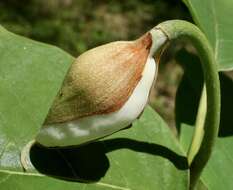 Image of Magnolia sieboldii K. Koch