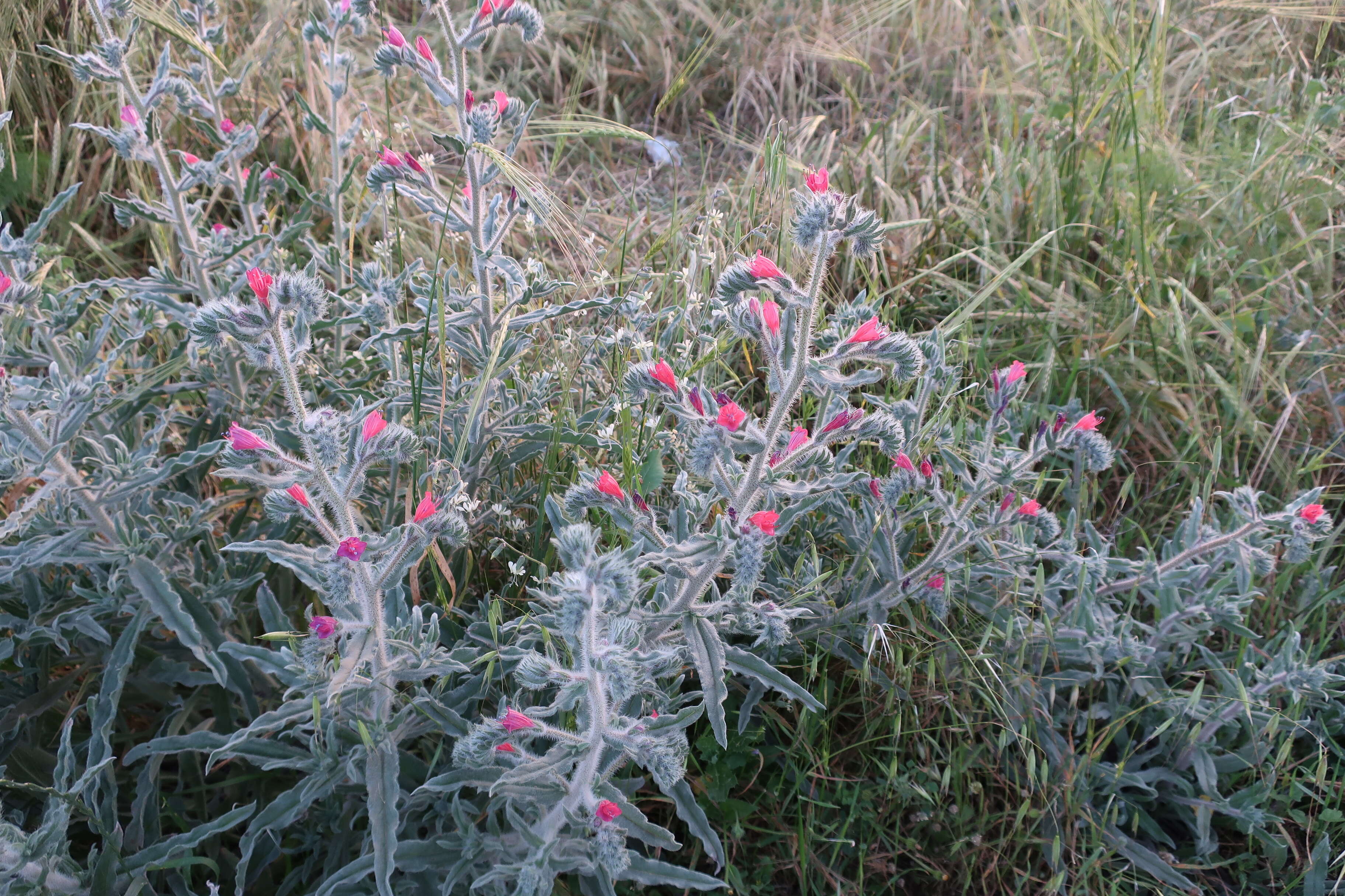 Image of Echium judaeum Lacaita