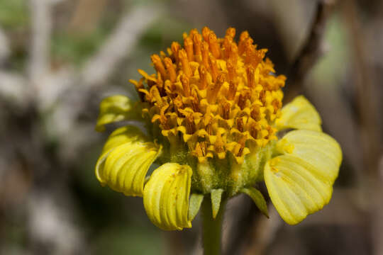 Sivun Encelia virginensis A. Nels. kuva