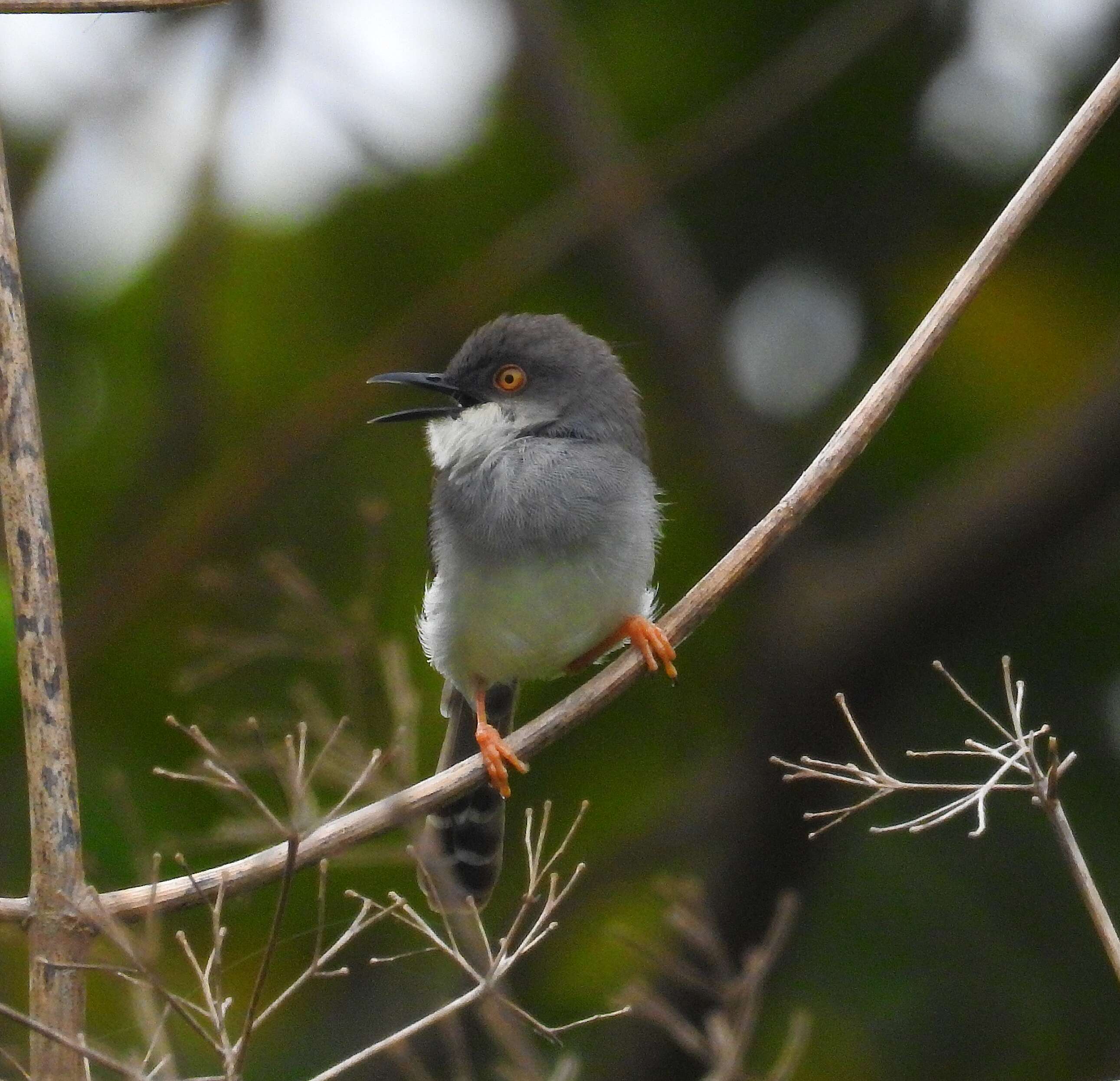 Image of Grey-breasted Prinia