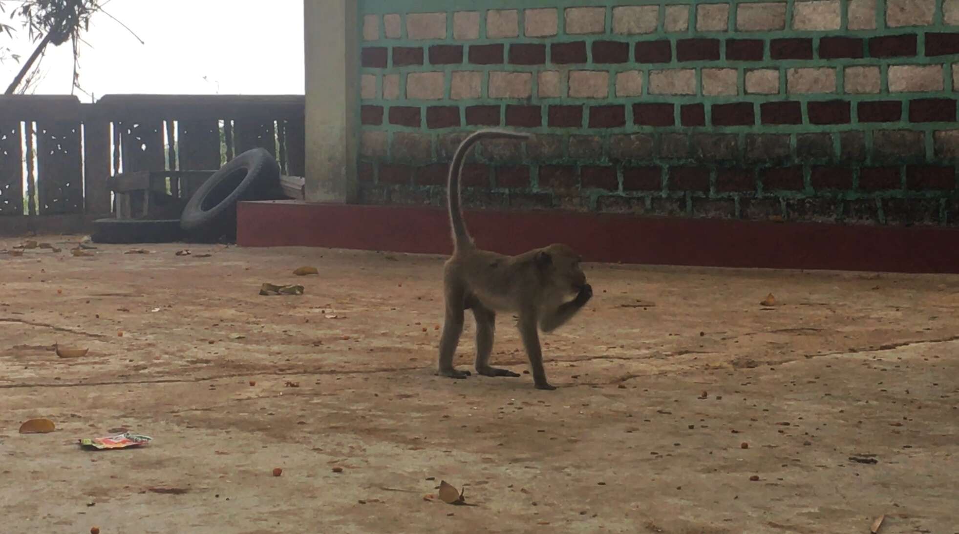 Image of Long-tailed Macaque