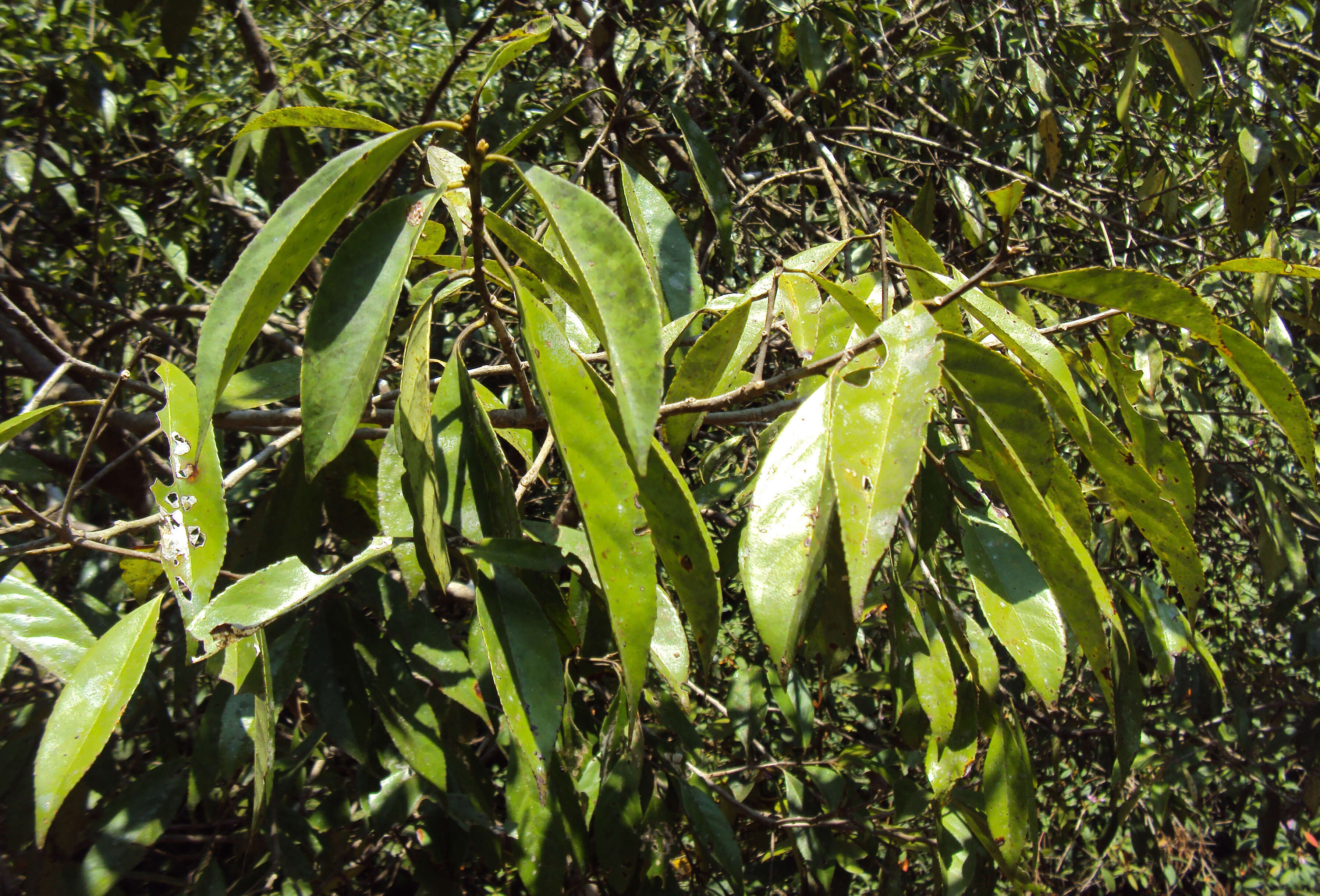 Image of Symplocos cochinchinensis (Lour.) Moore