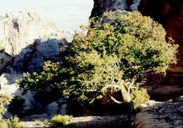 Image of Phoenician Juniper