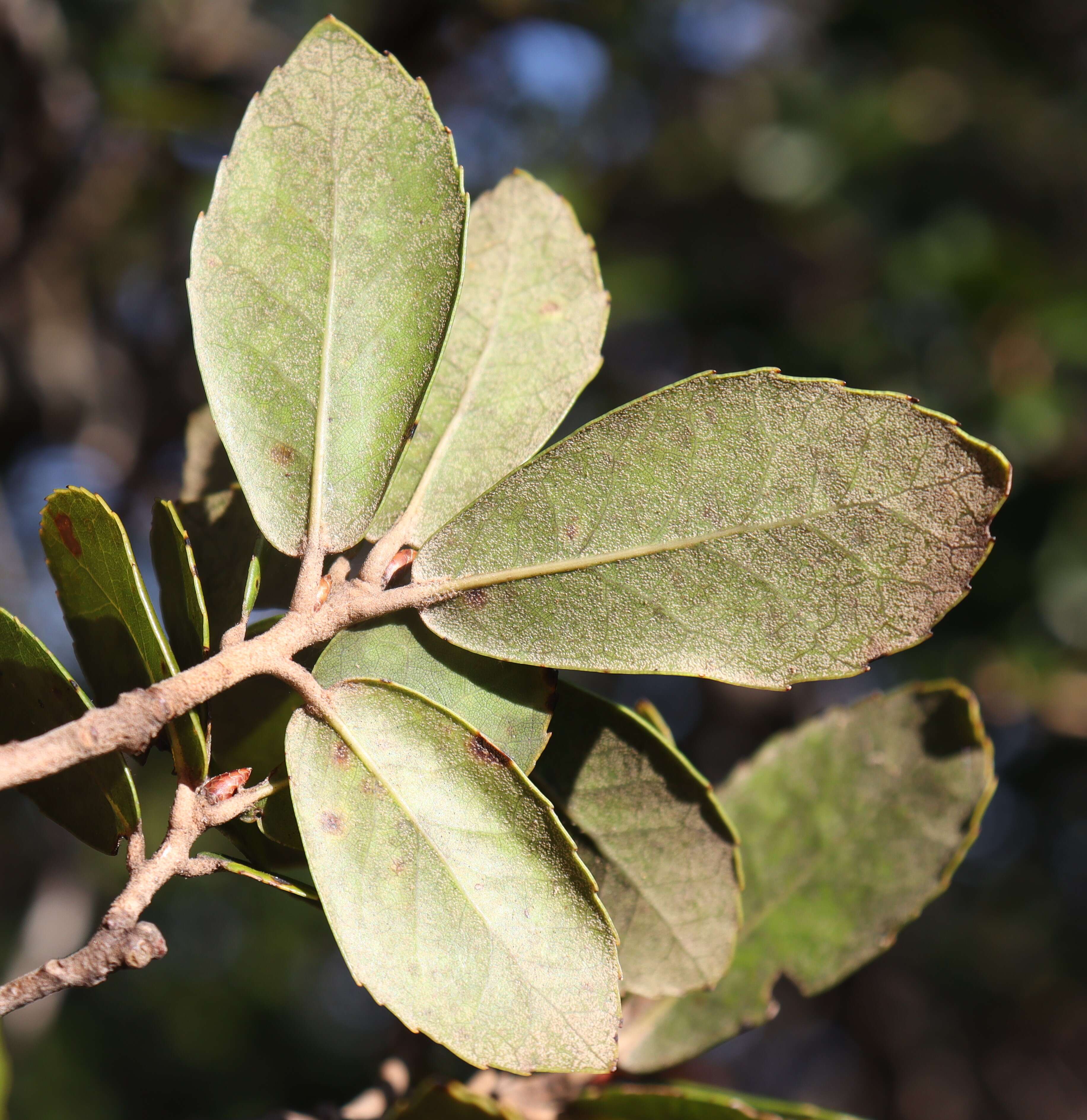 Image of <i>Quercus phillyraeoides</i>