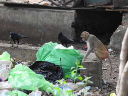 Image of Rhesus Monkey