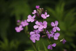 Image of Dame's-violet