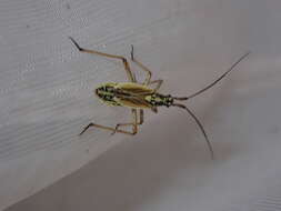 Image of Meadow Plant Bug