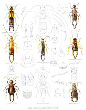 Image of earwigs