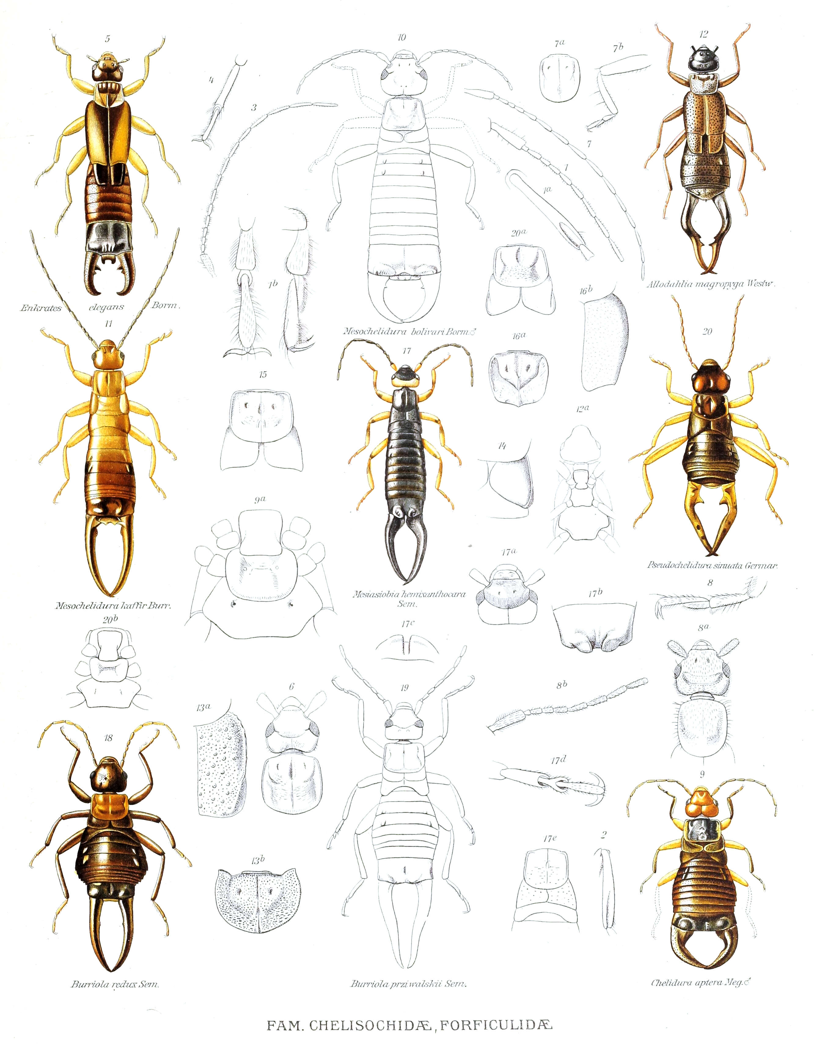 Image of earwigs