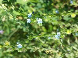 Image of European stickseed