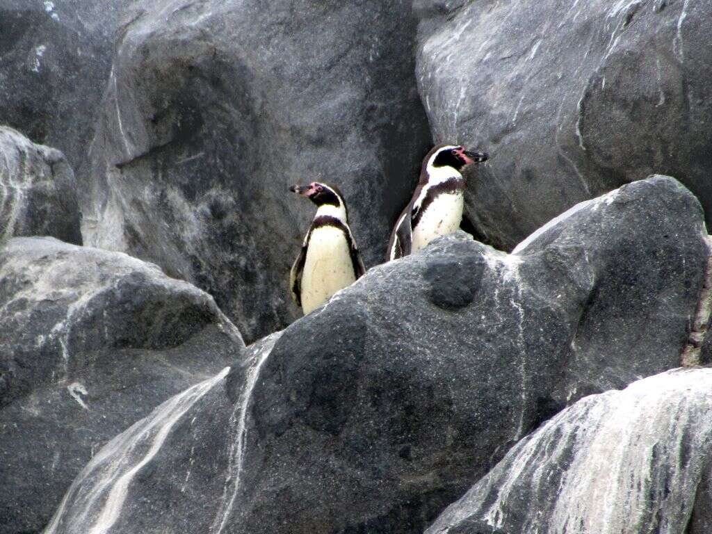 Image of Humboldt Penguin