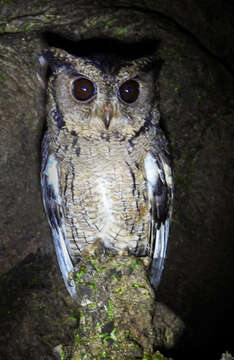 Image of Indian Scops Owl