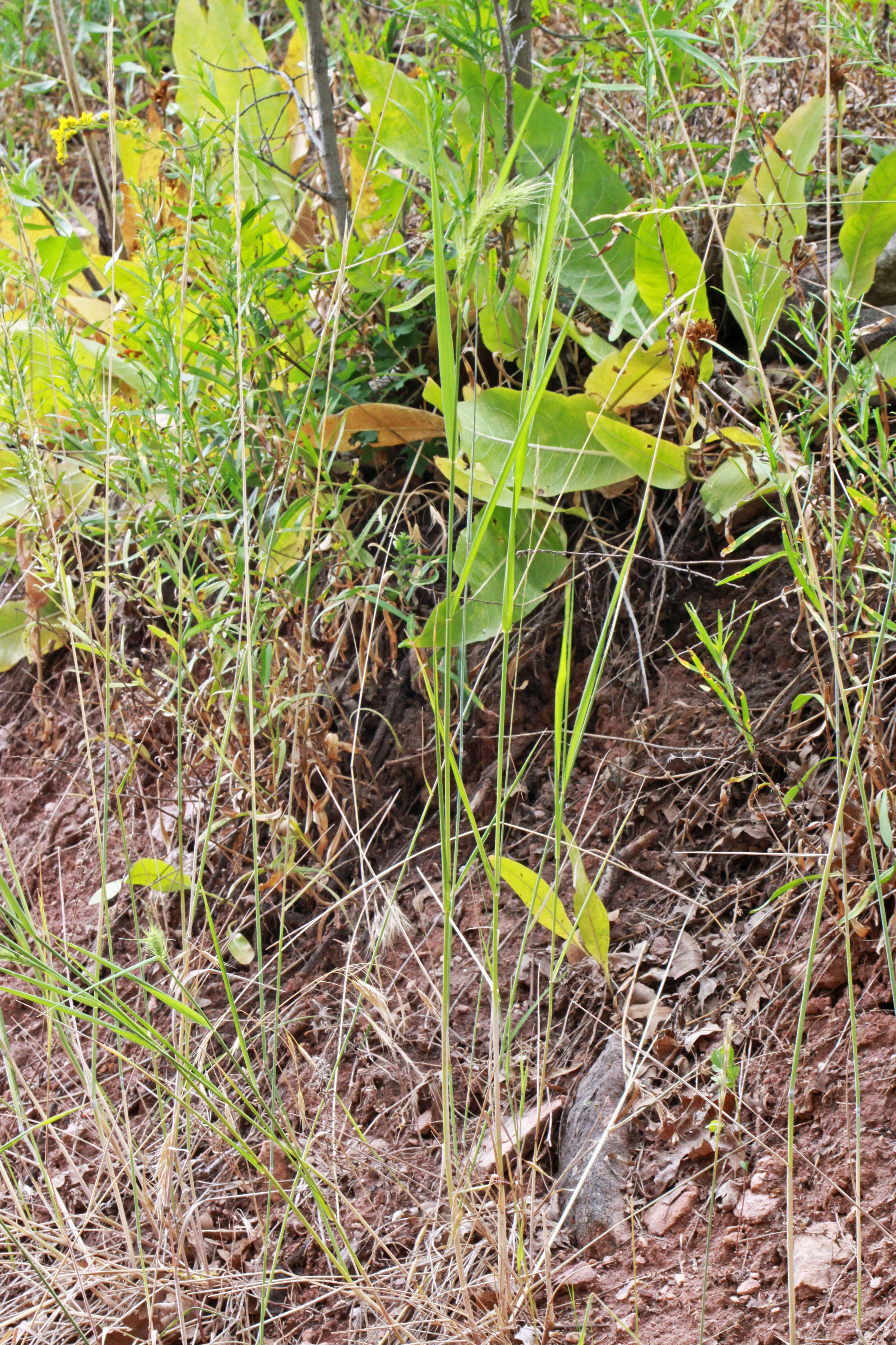 Plancia ëd Elymus canadensis L.