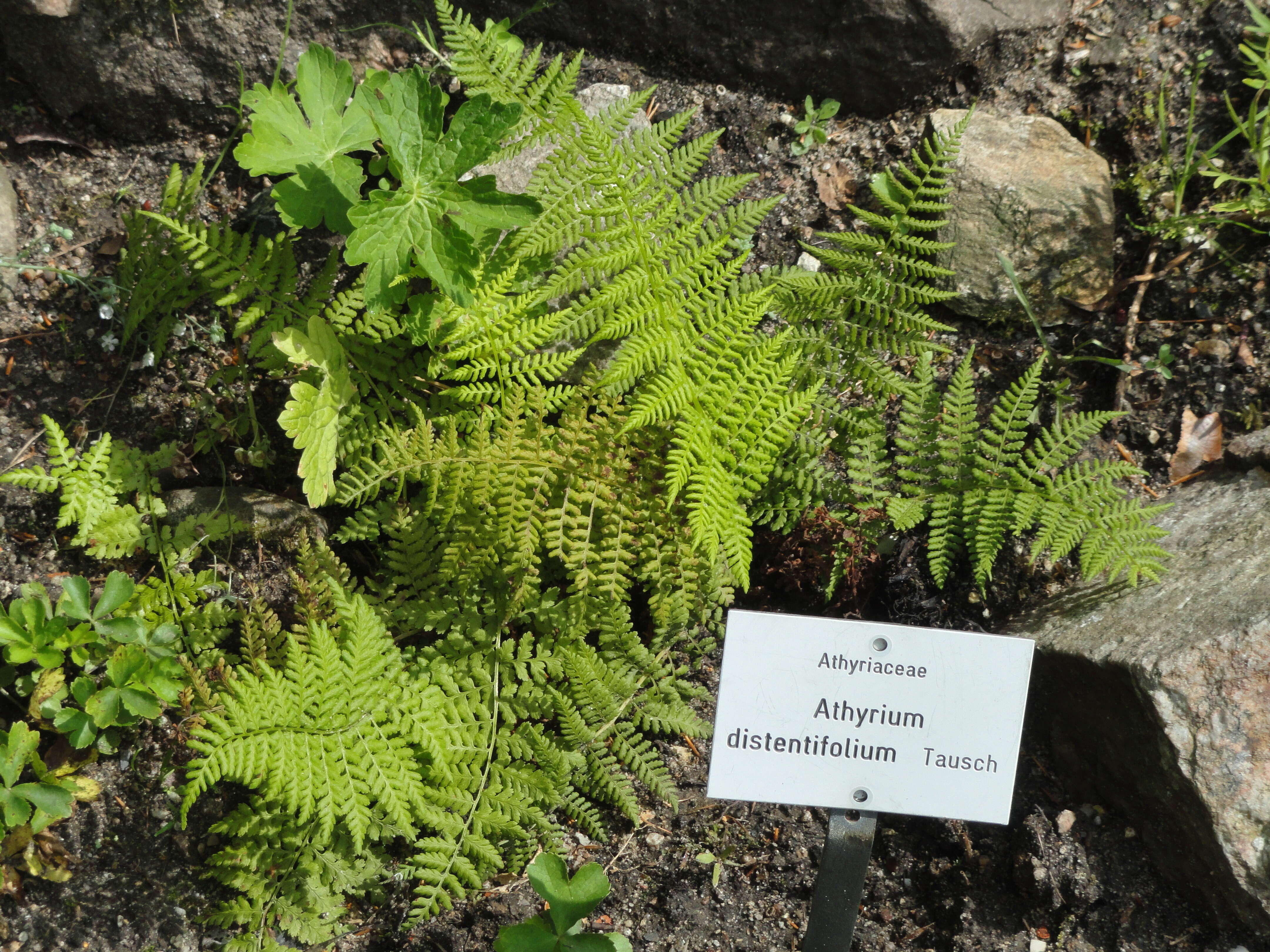 Image of alpine lady-fern