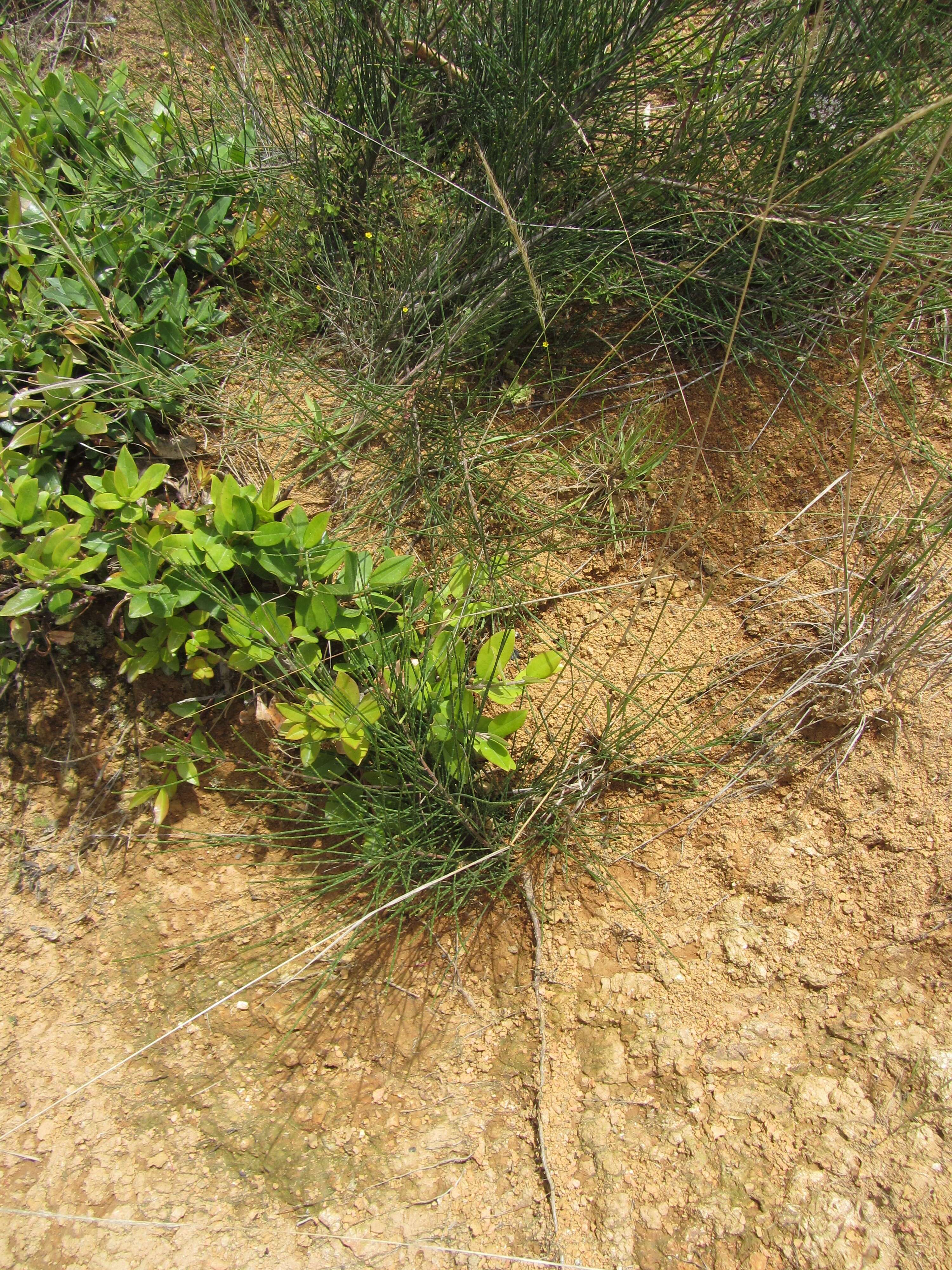 Image of gray sheoak