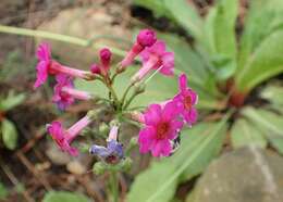 Image of Primula rosea Royle