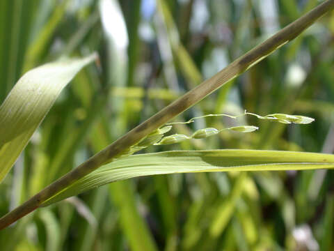 Image of Cut-grass