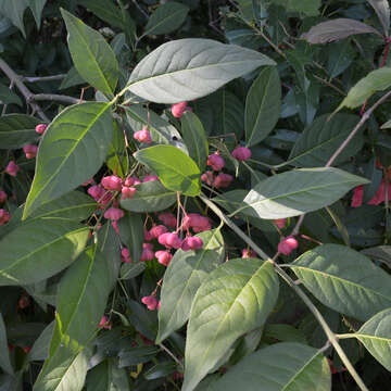 Image of Common spindle tree