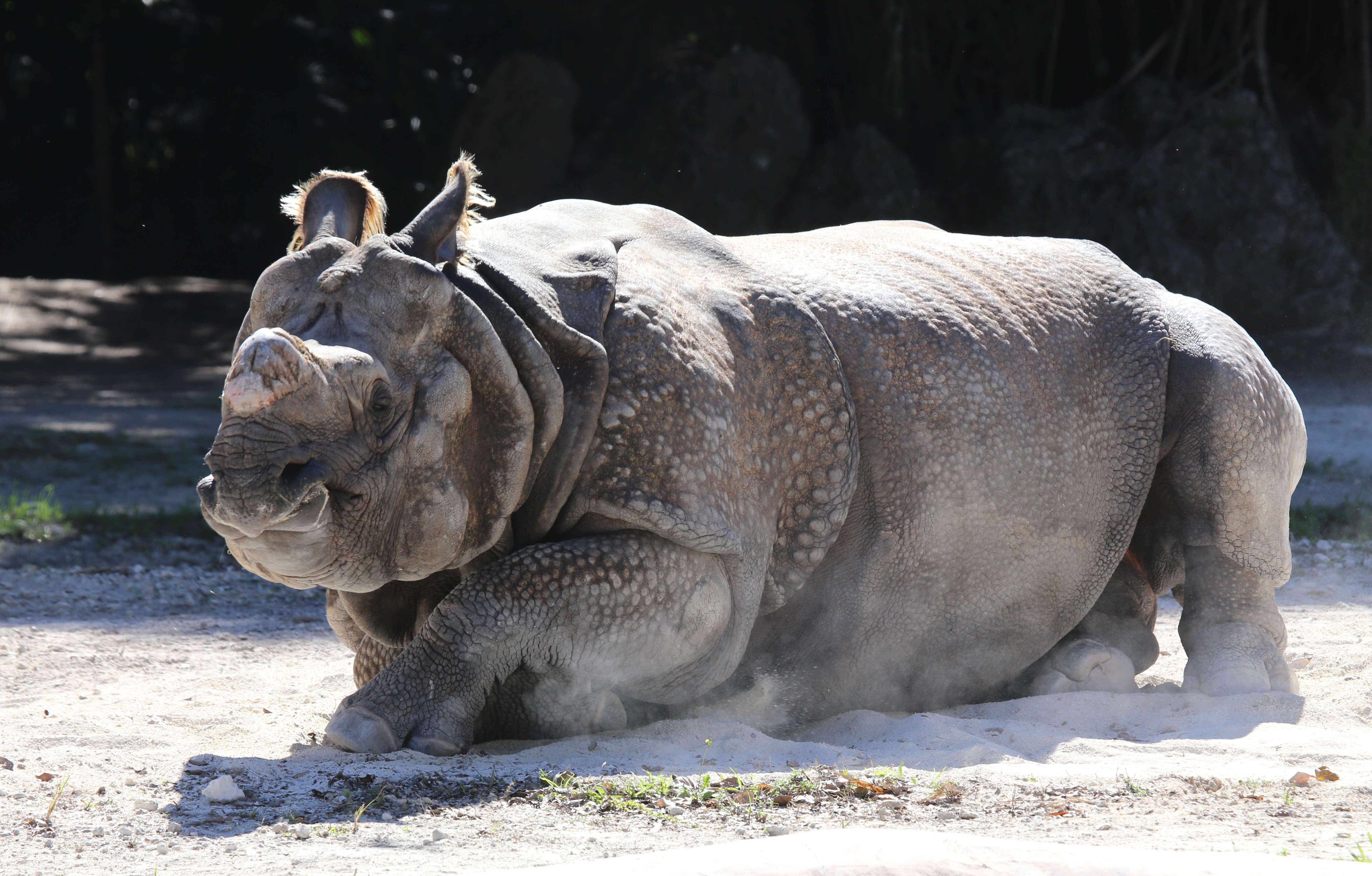 Image of Indian Rhinoceros