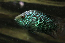 Image of Lowland cichlid