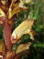 Imagem de Orobanche reticulata Wallr.