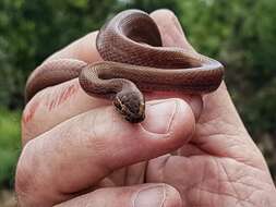 Image of Brown House Snake