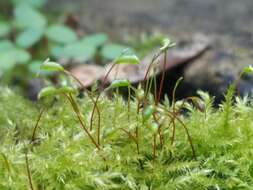 泛生牆苔的圖片