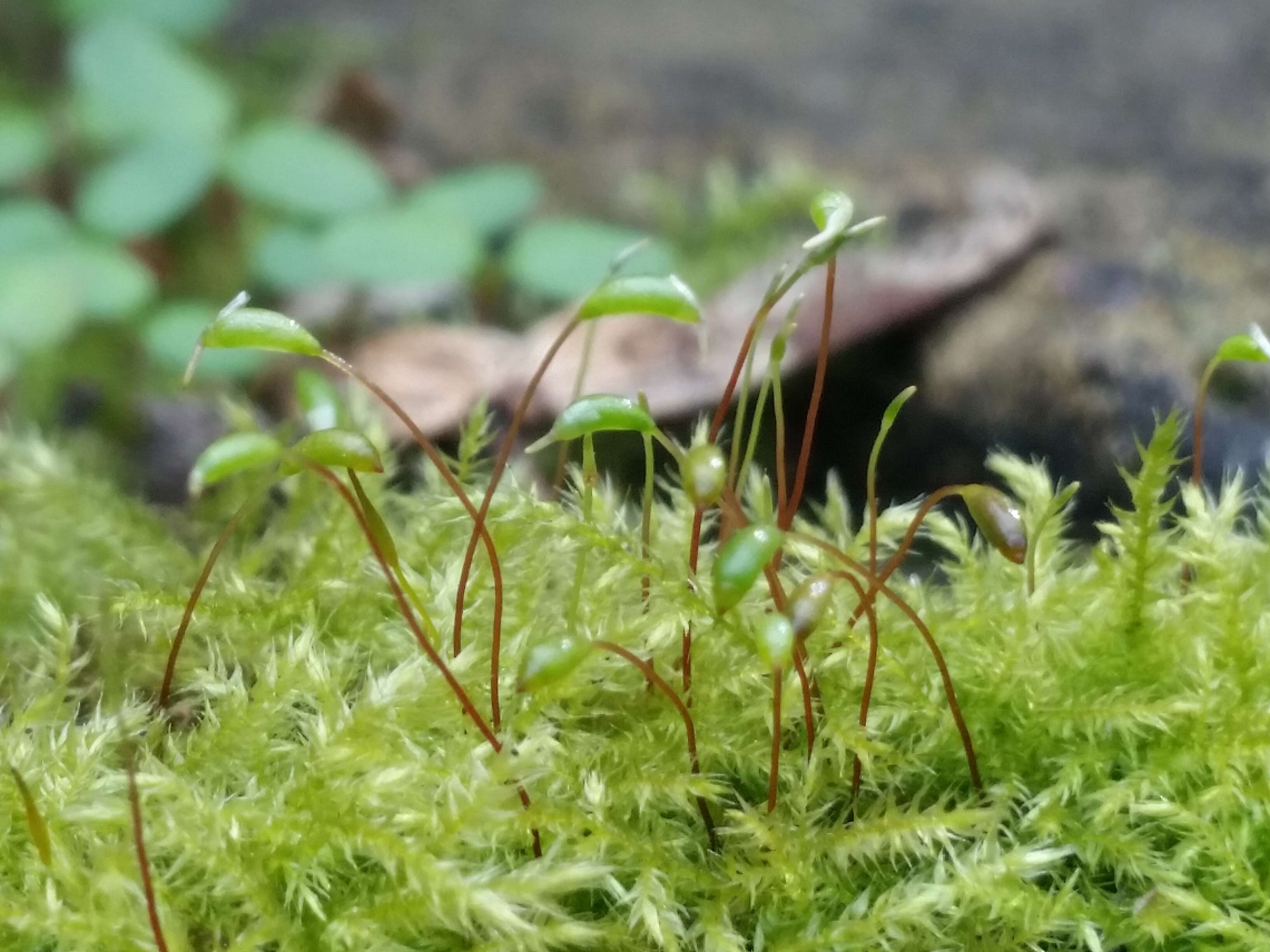 泛生牆苔的圖片