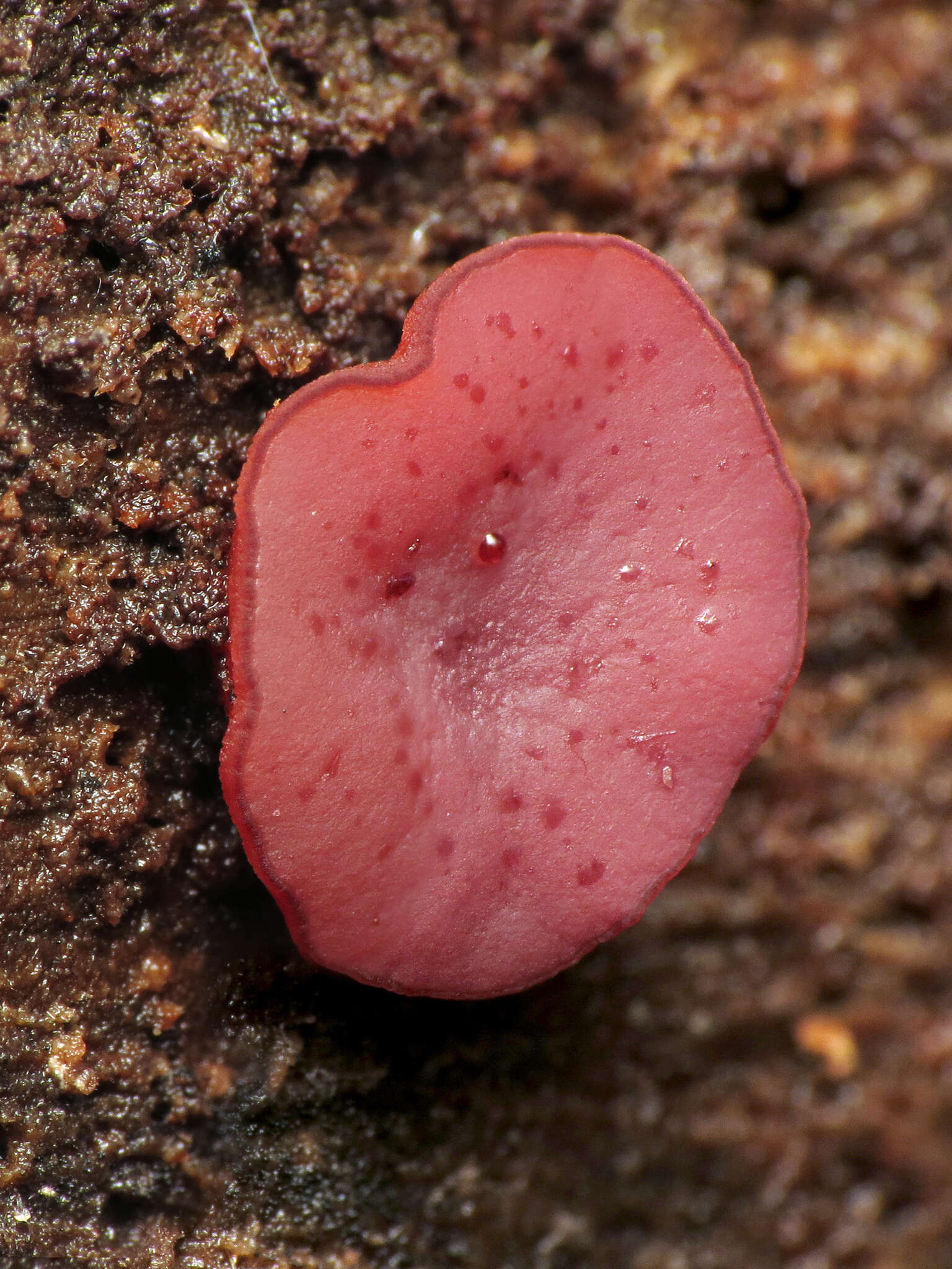 Image of Ascocoryne sarcoides (Jacq.) J. W. Groves & D. E. Wilson 1967