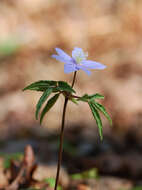 Plancia ëd Anemone trifolia L.